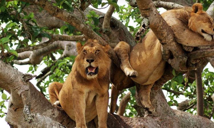 Lake Manyara National Park Though small in territory, Lake Manyara boasts an impressive range of habitats. Dense woodlands of the park will serve a nice change of scenery after the savanna dominated landscapes and will treat you to viewings of primates, ungulates and, if you are lucky, tree-climbing lions! Out in the open you will get to enjoy the view of Lake Manyara’s serene waters and various birds flocking to its shores.