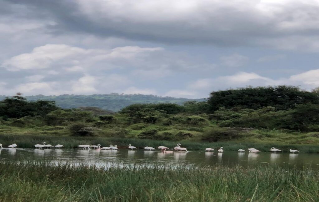 Arusha National Park The strongest appeal of Arusha lies in its unique varied geology. Tropical rainforest covering the slopes of the dormant volcano Meru and the breach in its caldera make for the most exciting walking safari route! Only in Arusha will you get up so close and personal with the multiple colobus monkeys, giraffes, buffalo and antelopes that live here. To top off this fairytail experience, you’ll head for the Momella Lakes to watch the migrating water birds that are regular visitors here.