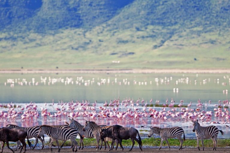 Ngorongoro Conservation World Heritage Site and the largest unbroken caldera in the world. The concentration of wild animals inhabiting Ngorongoro Crater is unparalleled by any other national park on the planet. With its stunning views and landforms, the crater is an exceptional geological landmark that is worth a visit on its own